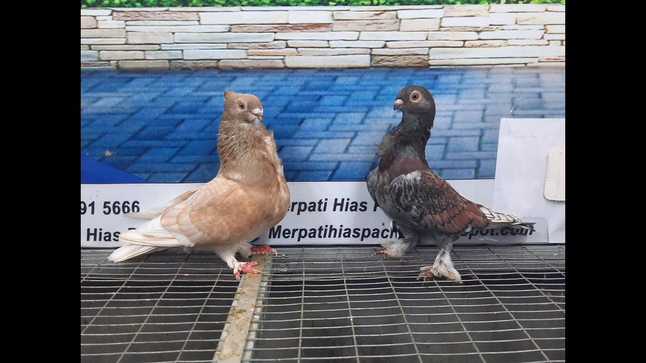 MERPATI COF BLONDINET 21032021