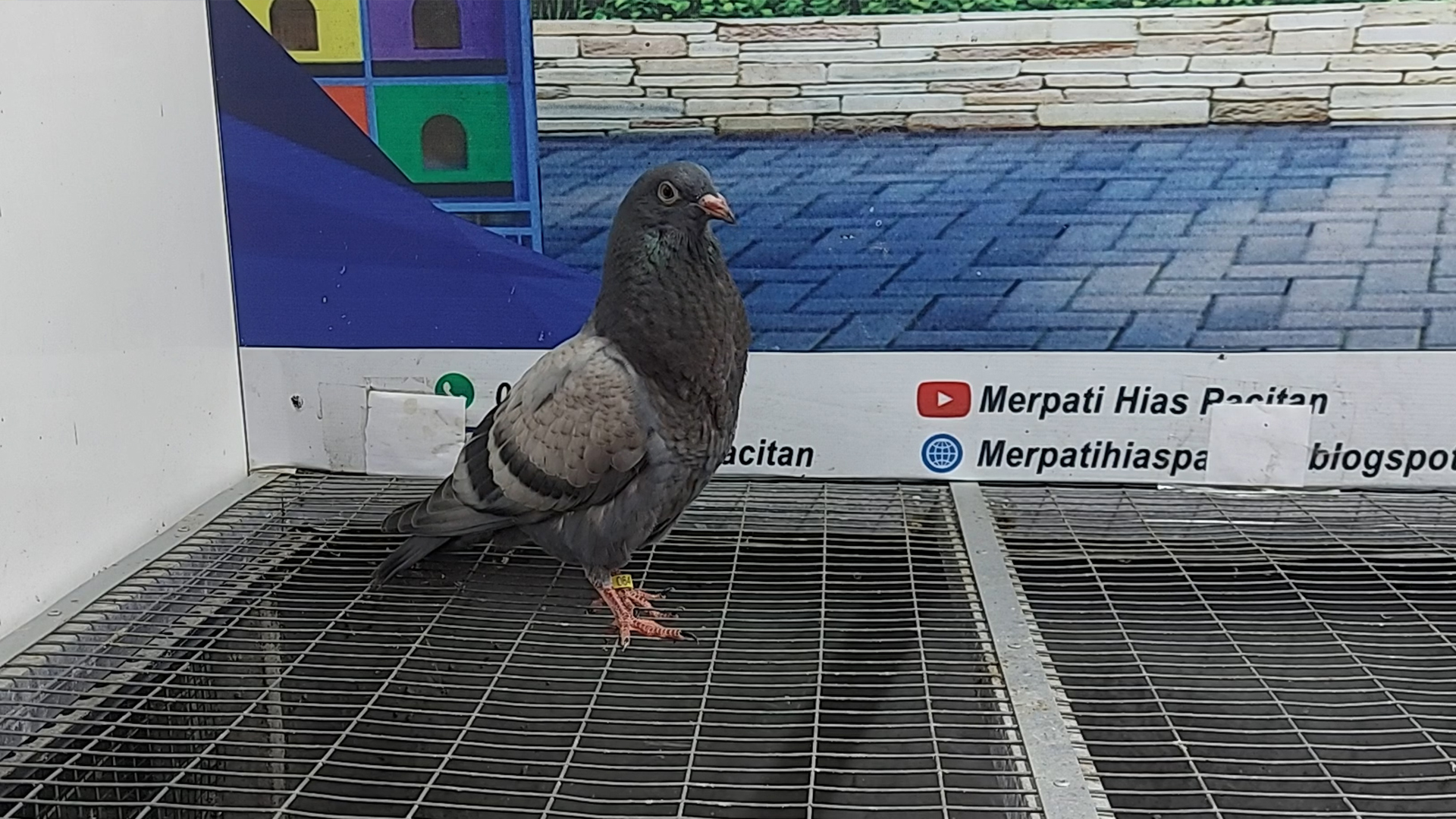 MERPATI GADITANO  28122021