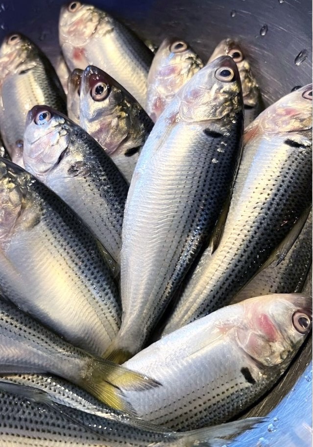 Milk Fish Bandeng