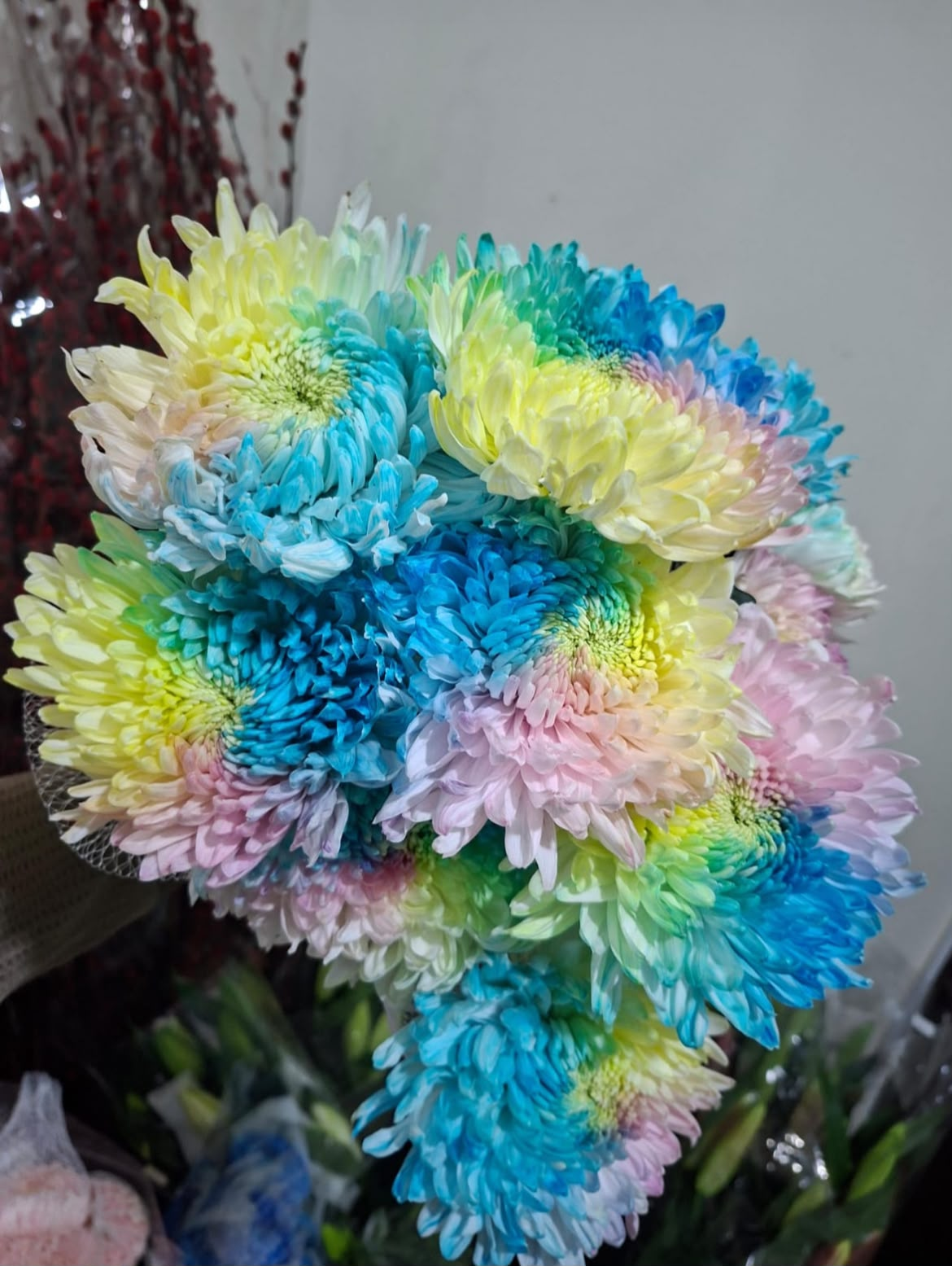 Krysan Rainbow Tangkai