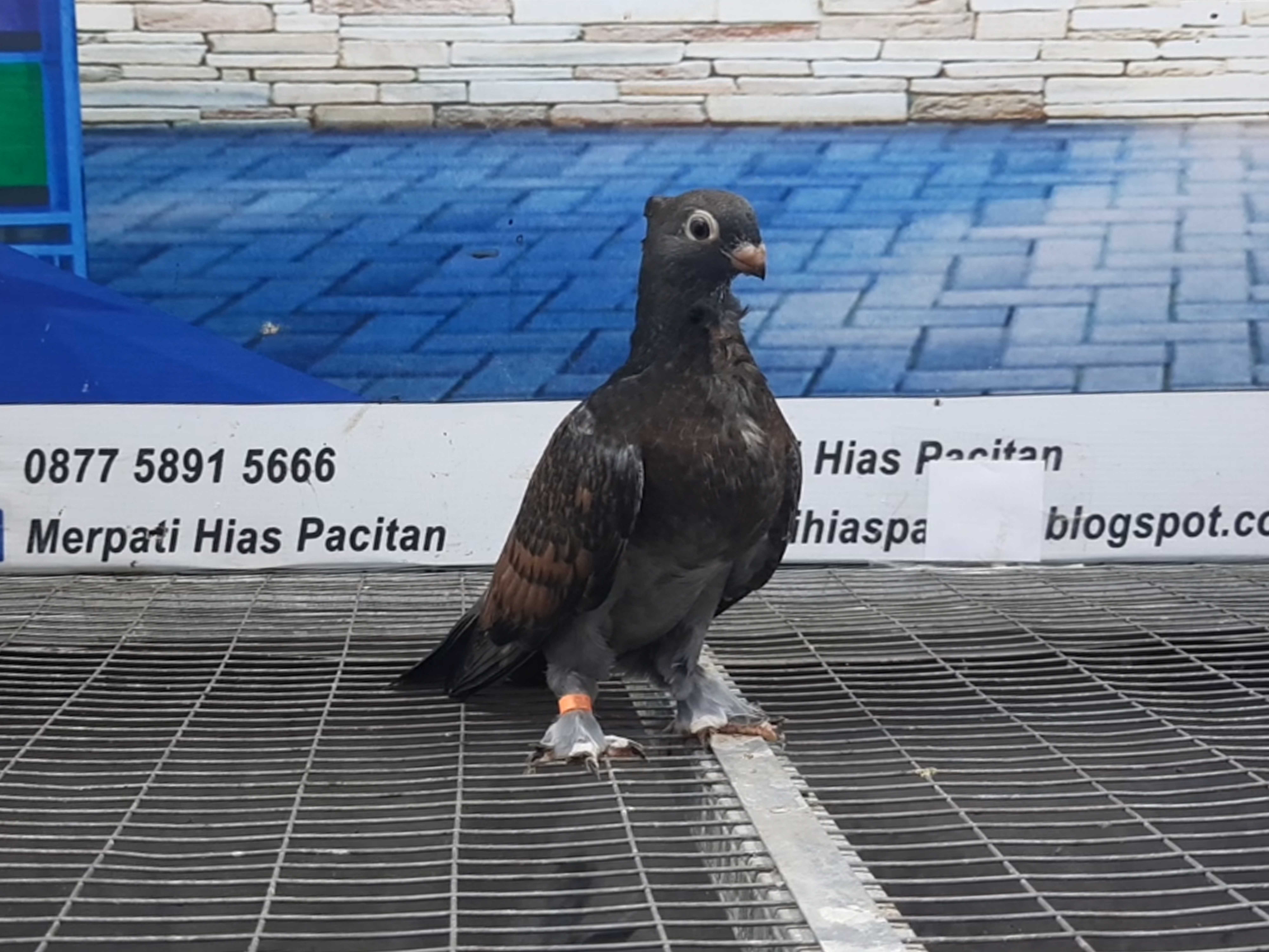 MERPATI COF BLONDINET 02092021