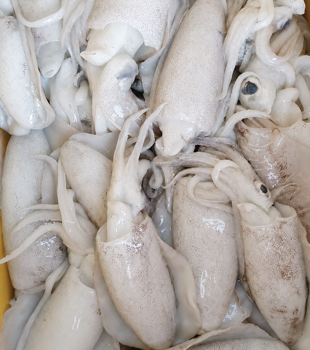 Softbone Squid