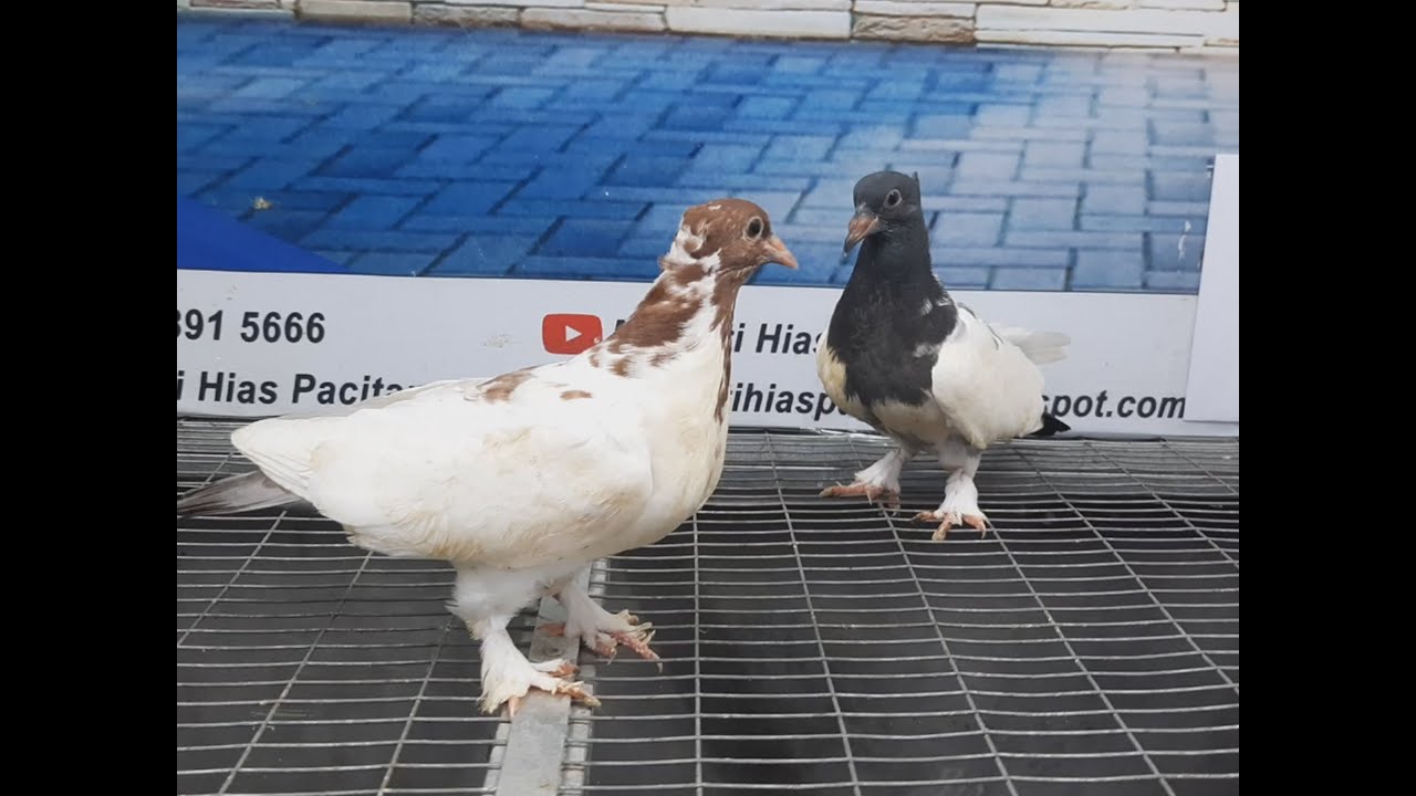 Merpati Songkop 20042021