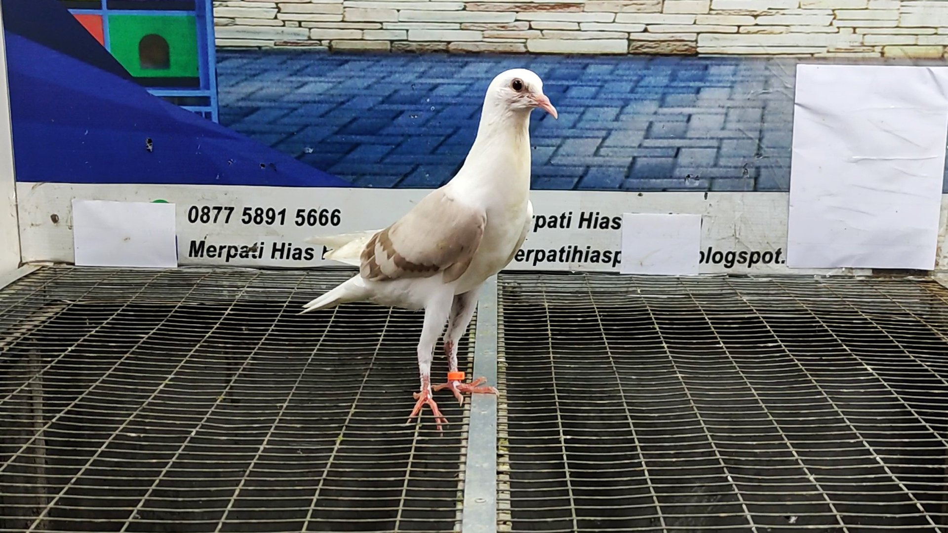 MERPATI VOORBURG 30032022