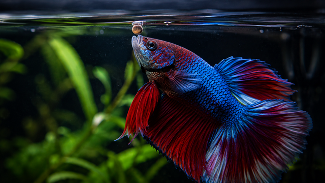 Betta Fish Cover